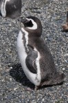 Magellan Pinguïn