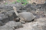 Langnek landschildpadden die men tegen uitsterven probeert te beschermen