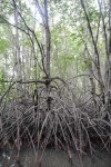 Mangrovebomen